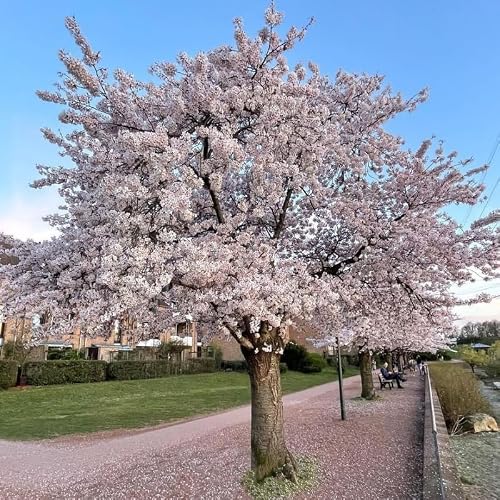 White Cherry Blossom Tree Live Plant, 6-12 Inch Tall, 2.5 Inch Pot