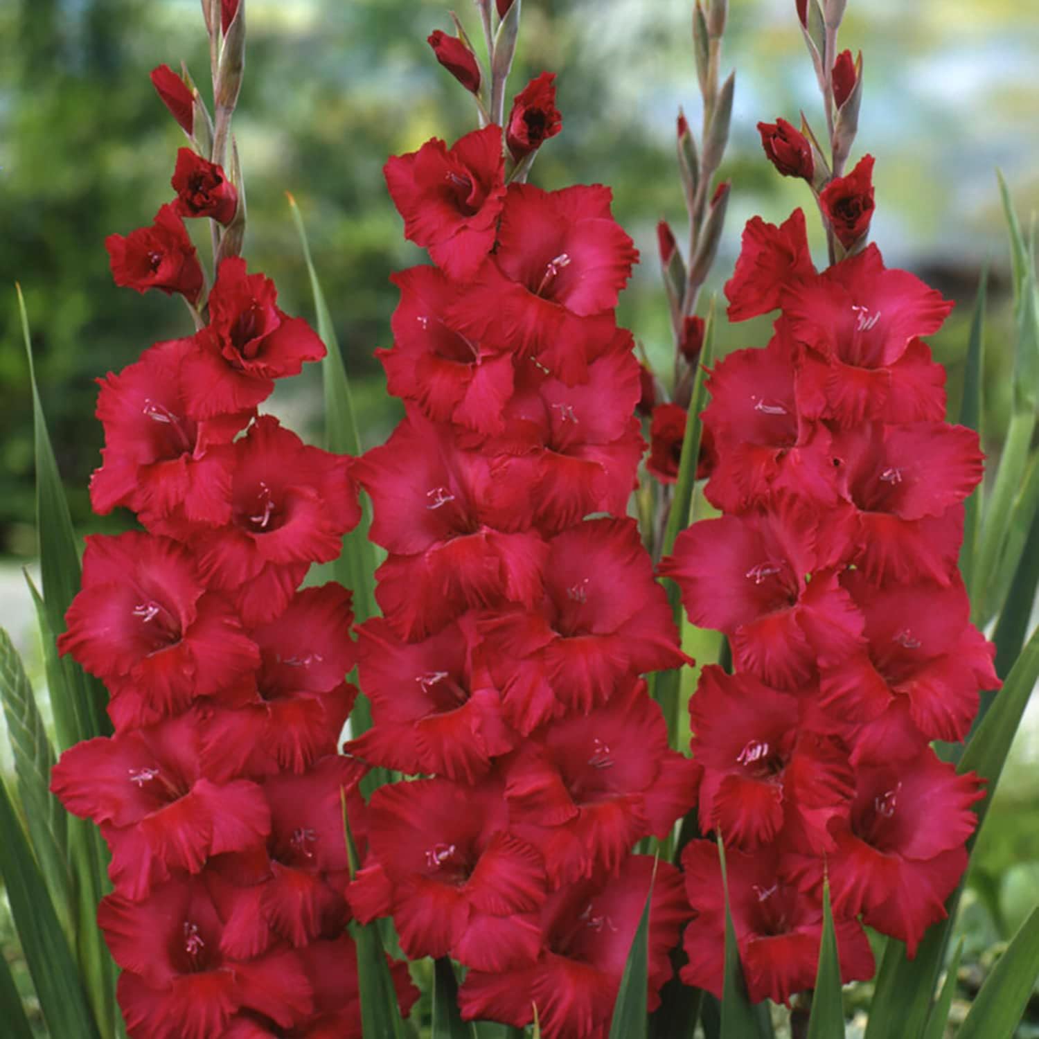 Van Zyverden Gladiolus Magenta Blend Set of 25 Bulbs