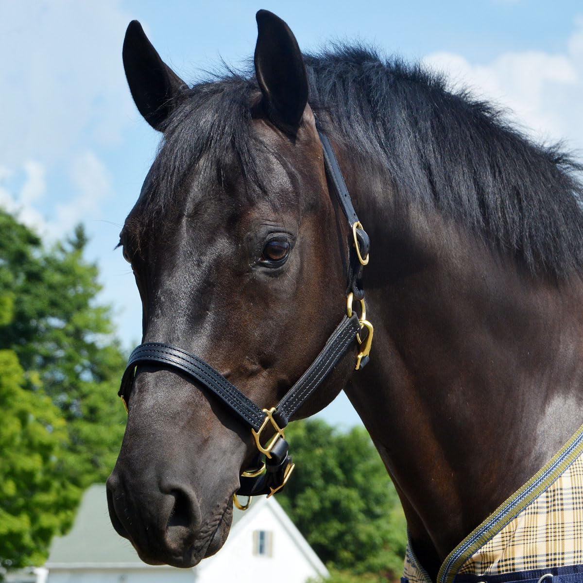 Country Pride Quiet Creek Triple Stitched Premium Leather Halter product image