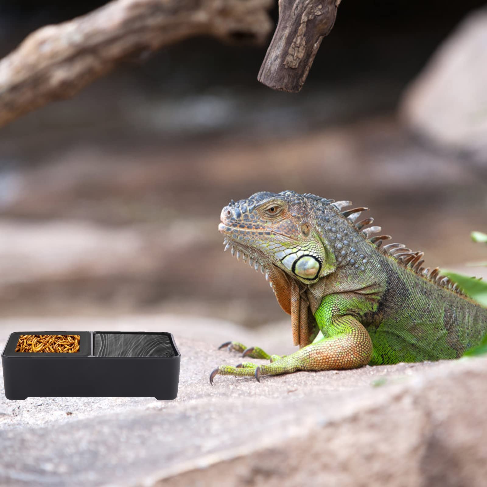 D'acqua Per Tartarughe, Ciotola Per Rettili, Piscina, Accessori Per