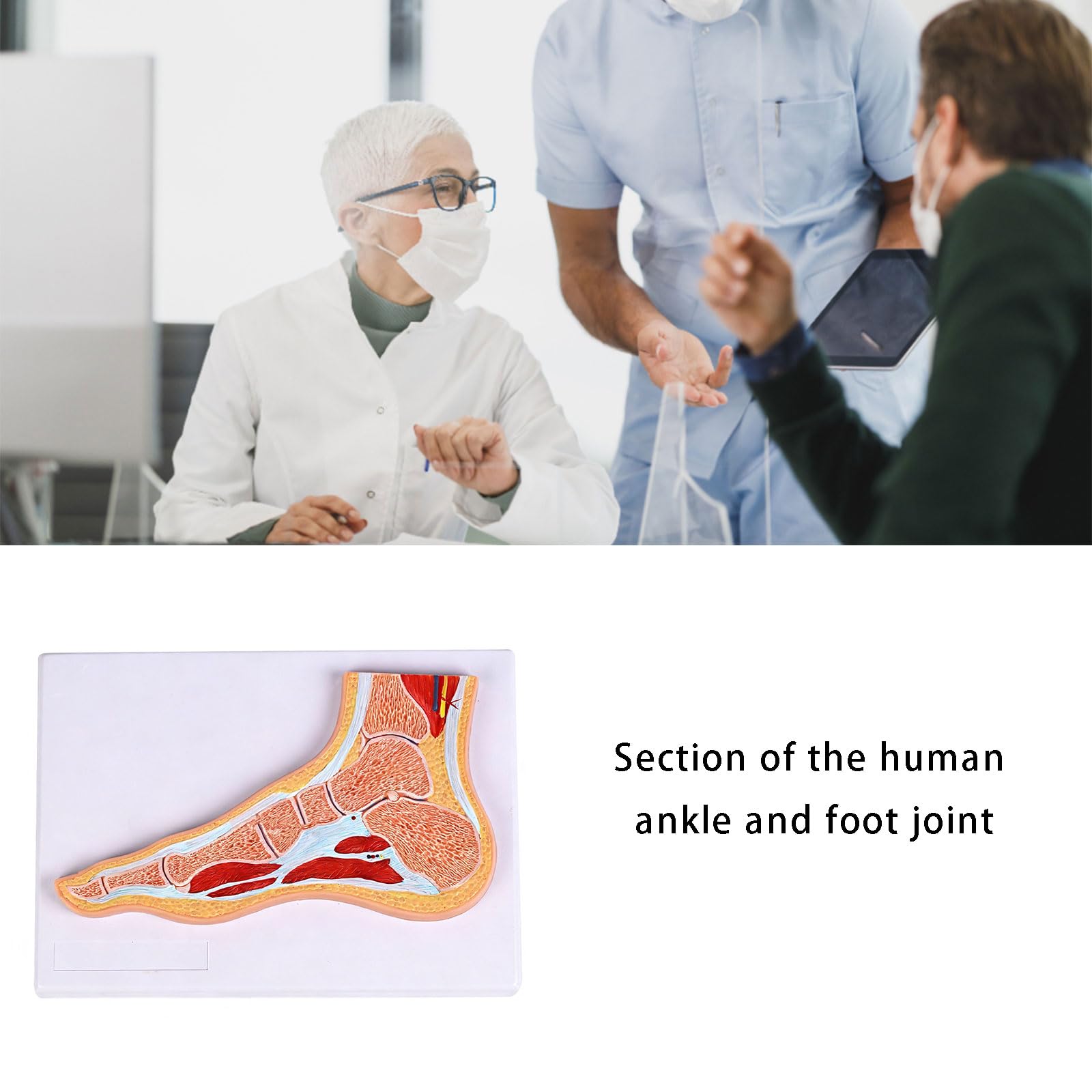 Anatomiczny model stawu skokowego ze strukturą mięśni i więzadeł oznaczonych kolorami do nauczania komunikacji z pacjentem przenośny