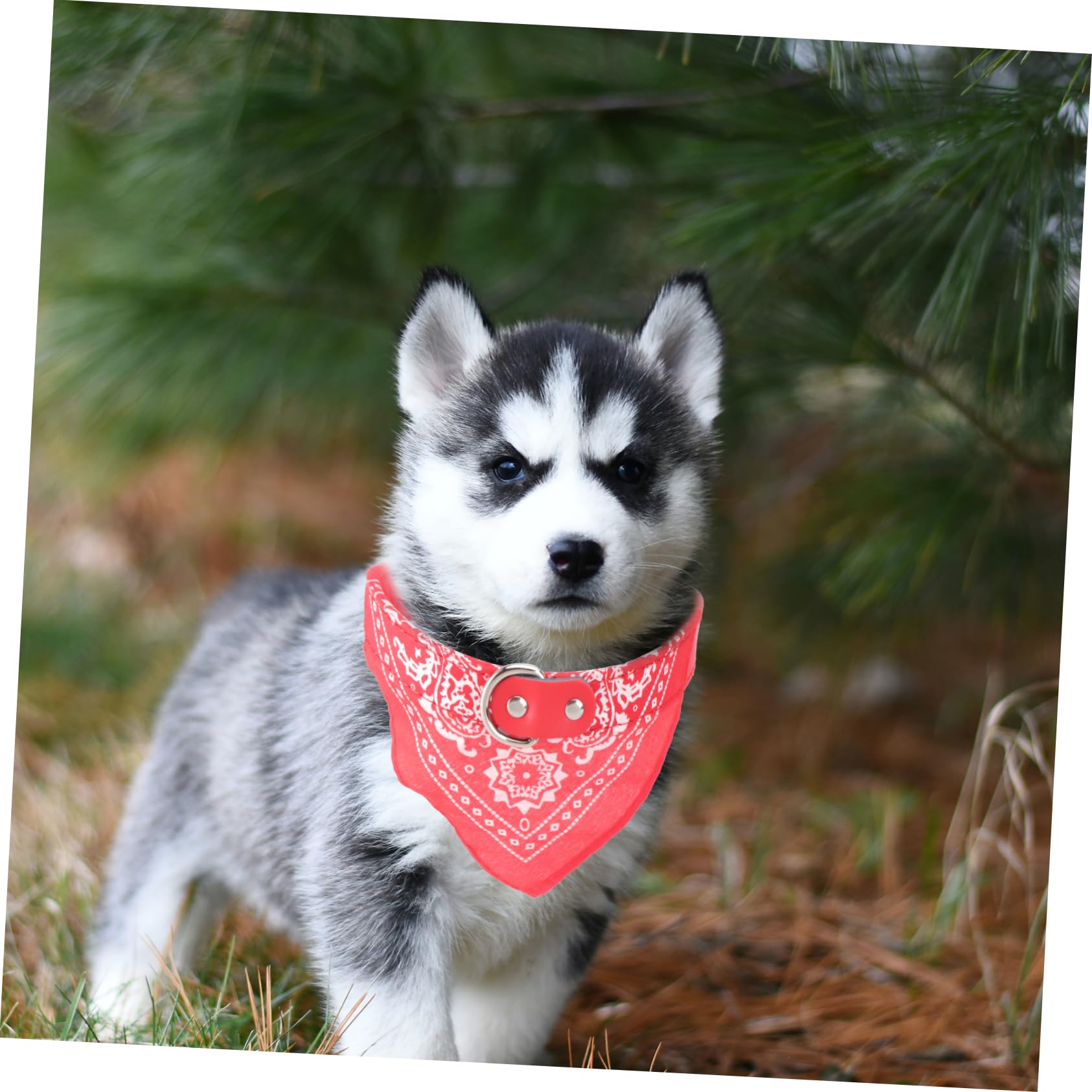 29番 犬用首輪 猫用首輪 小動物用首輪 よだれかけ Amazon | SEWOART 犬猫用よだれかけ首輪 調節可能な首回りで着脱し