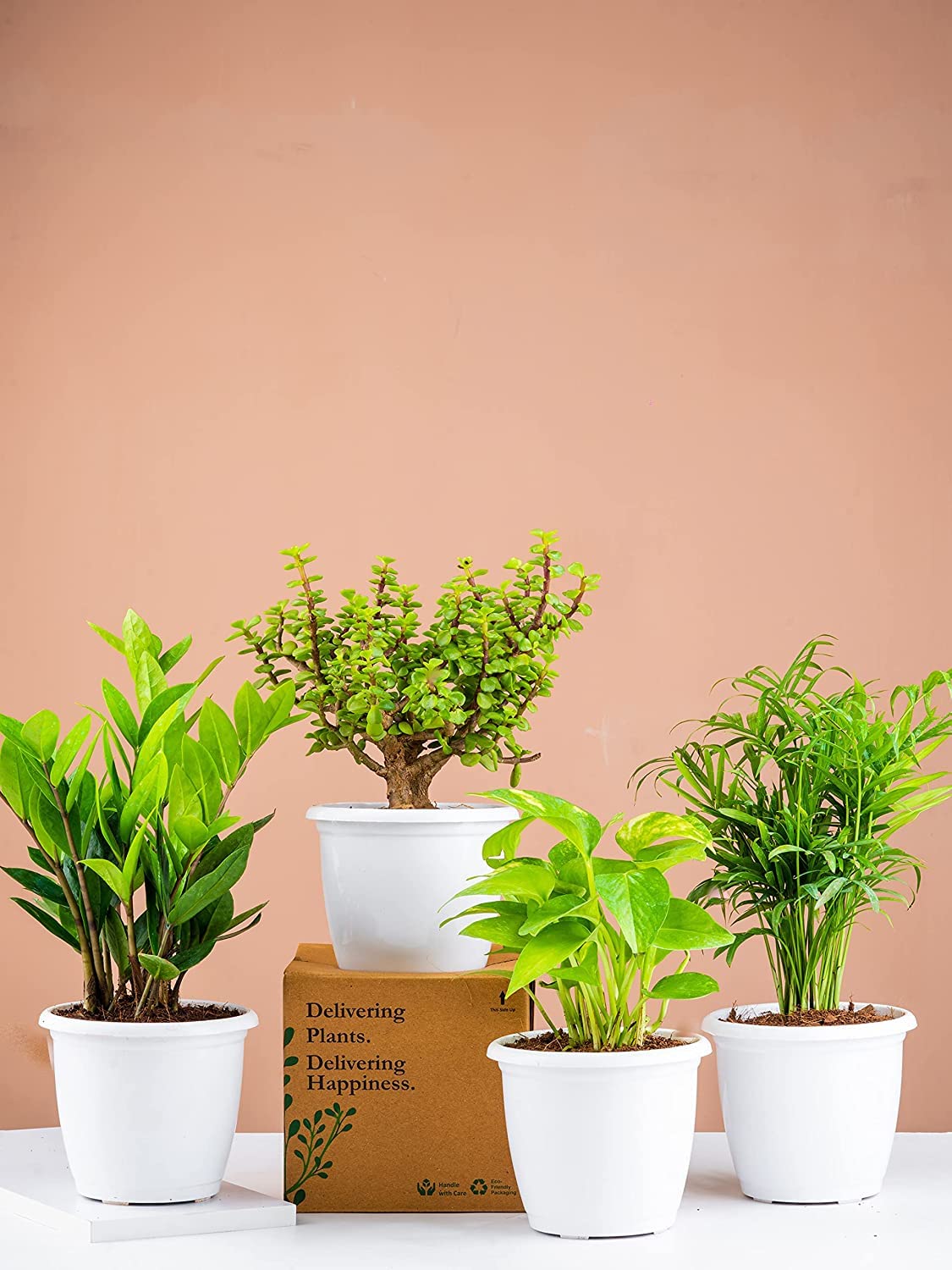 Combo Of 4 Good Luck Plants in 4 Inch Plastic Pot For Indoors (Jade Plant, Zz Plant, Money Plant Green & Parlor Palm), Pack Of 4 (B0C4HXH4PJ) Amazon Price History, Amazon Price Tracker