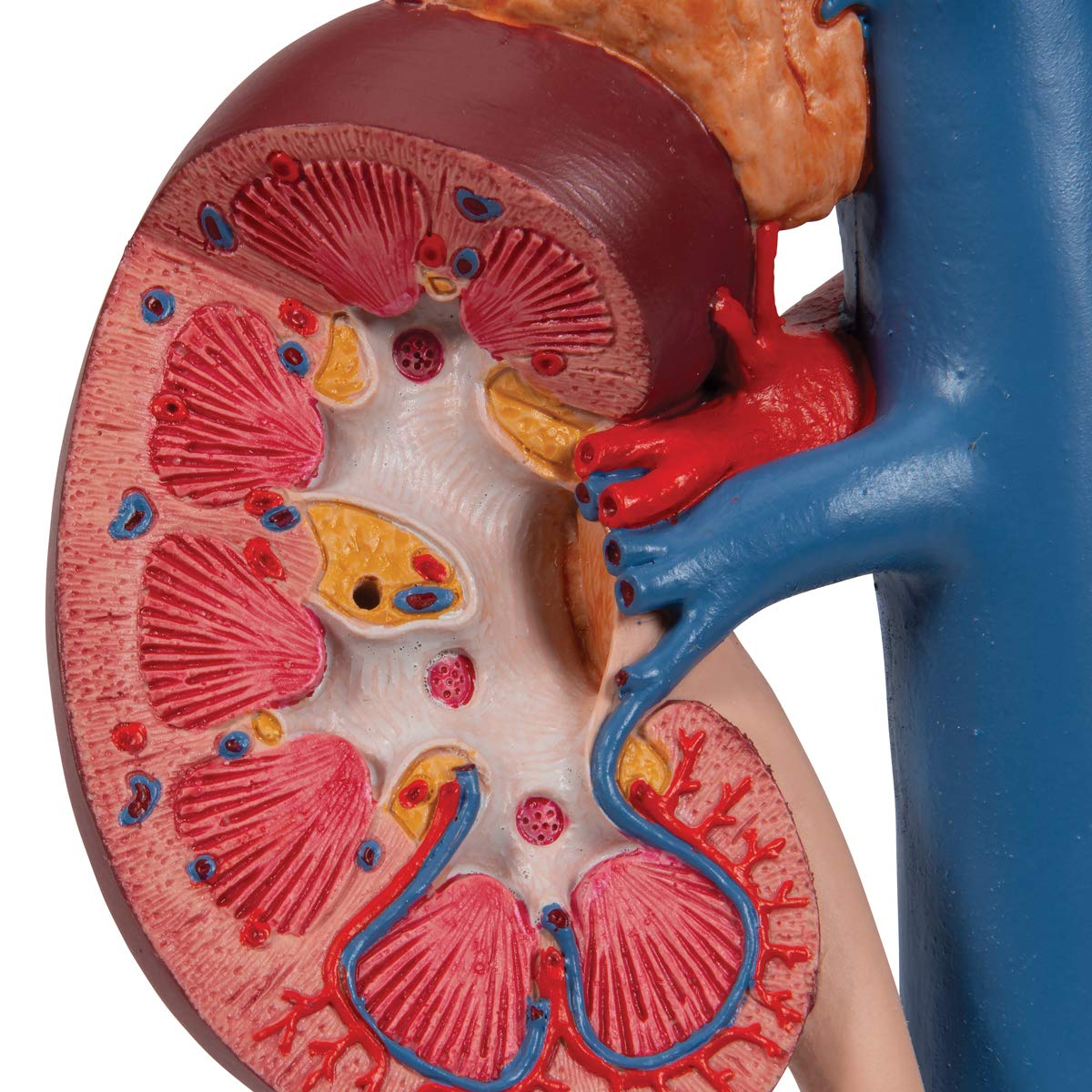 3B Scientific K22/3 Modelo de anatomía humana Riñones Con Órganos Posteriores del Abdomen Superior, de 3 Piezas + App de anatomía gratuita - 3B Smart Anatomy
