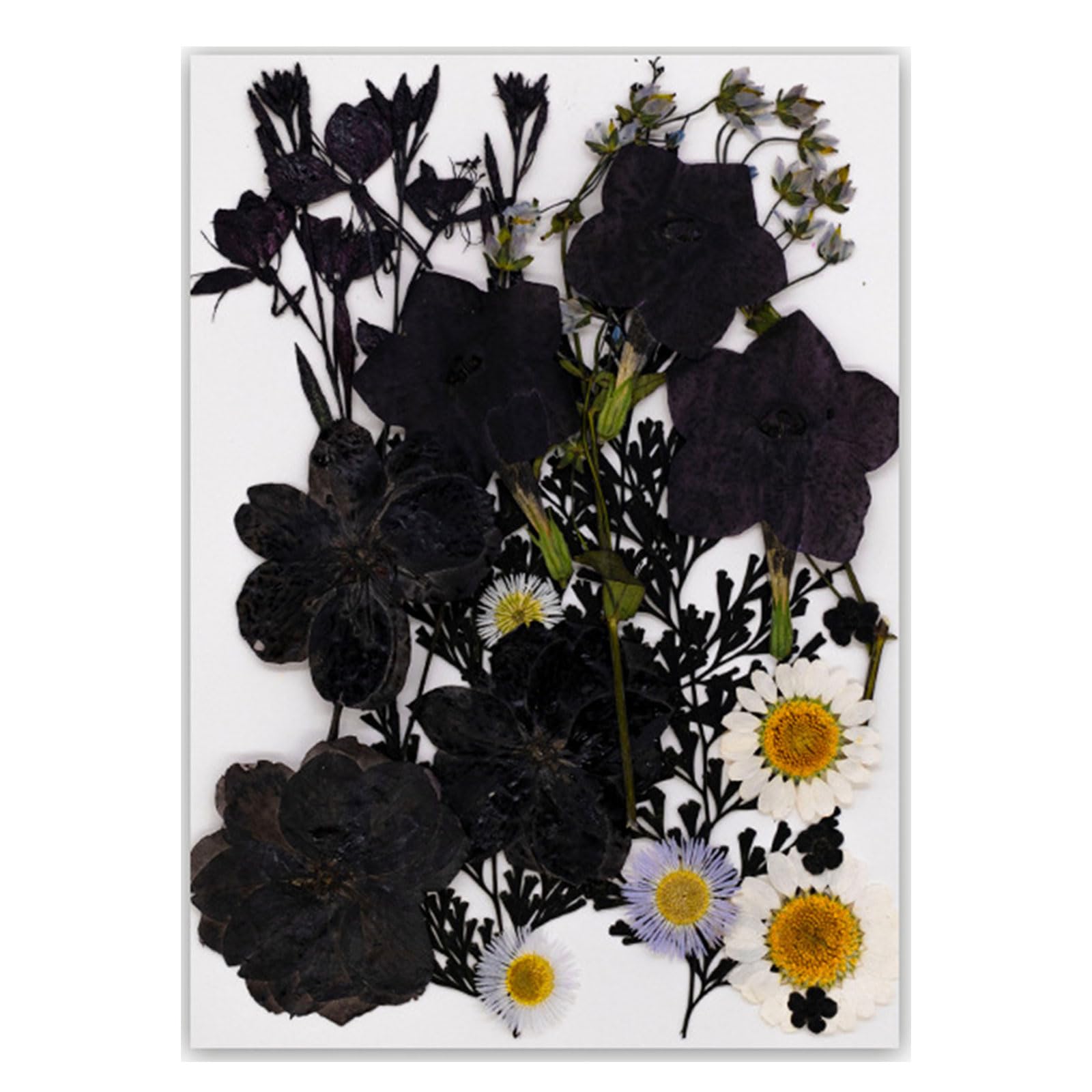 Tfaoys Type I Black Embossed Book Reading Features Real Specimens Dry Flower For Nature Lover And Book Enthusiasts Reading