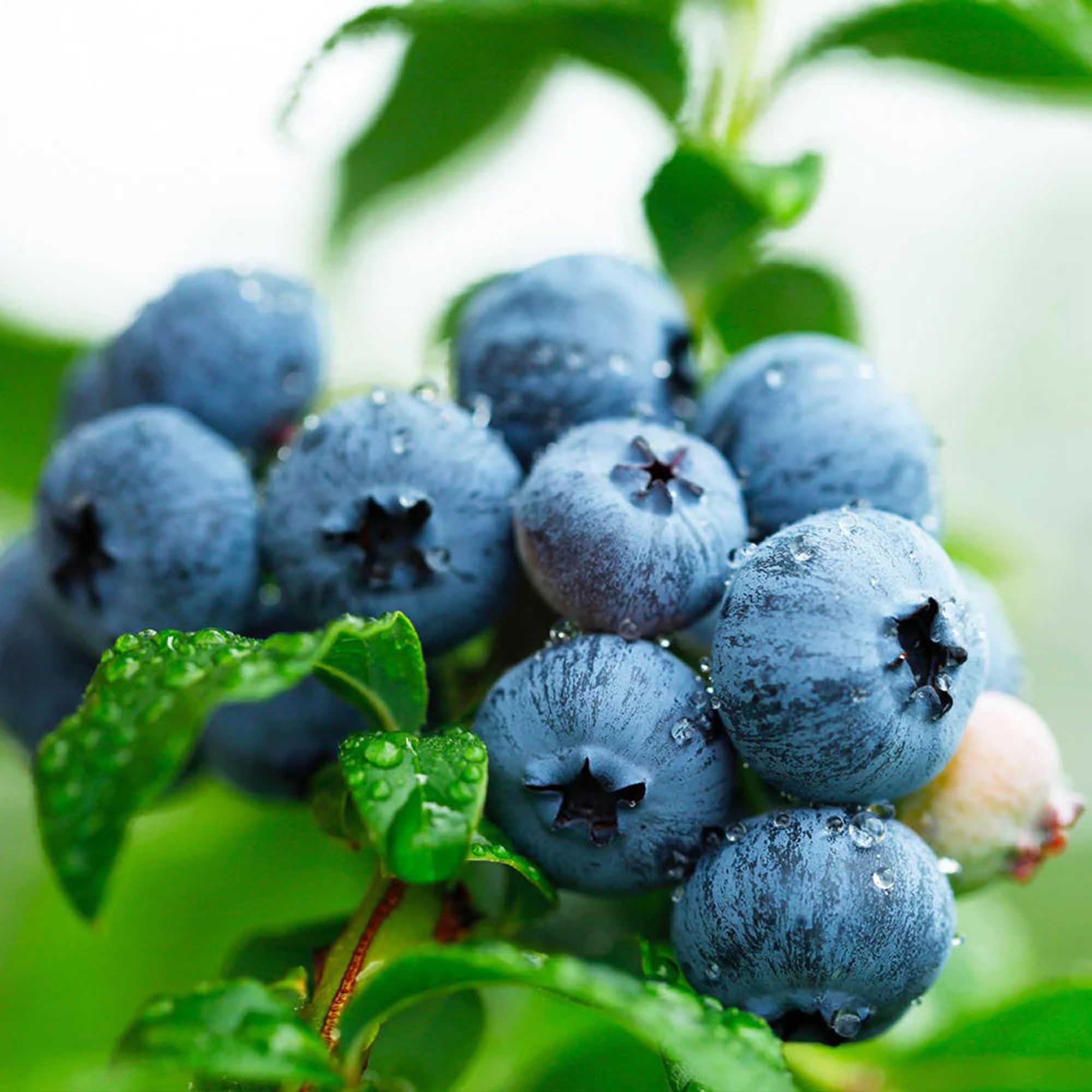 500+ Blueberry Bush Seeds for Planting - Blueberries Fresh Fruit Seeds, Non GMO Berry Seeds, Dwarf Blueberry Bush Seeds for Planting Indoors
