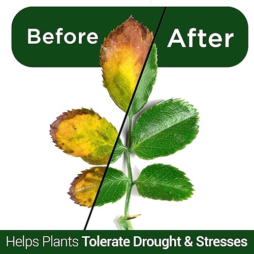 Miniatura 5 de Elm Dirt Kelp Mist - Aerosol para plantas 100% orgánico, espray foliar para plantas, alimentos, plantas de interior y alimentos para plantas de