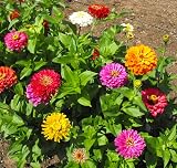 Live Zinnia Plants, Assorted Colors, 3 to 5 Inches Tall, 4 Pack, Indoor and Outdoor Gardening