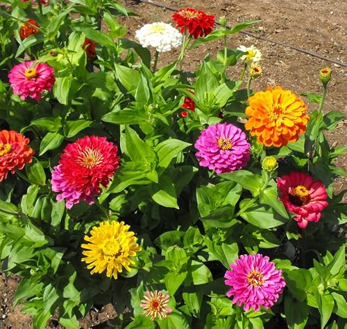 Live Zinnia Plants, Assorted Colors, 3 to 5 Inches Tall,