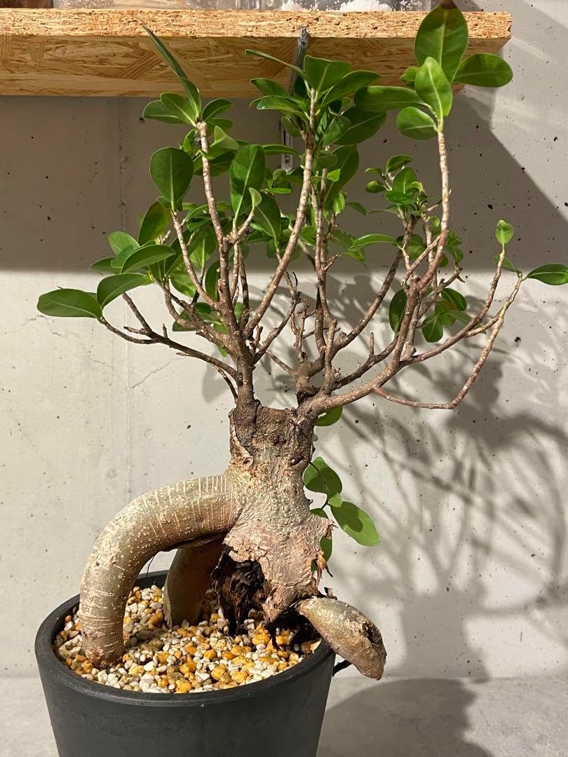 Plant■ガジュマル 盆栽仕立て■枯れた根と太い根とのバランスが良い個体