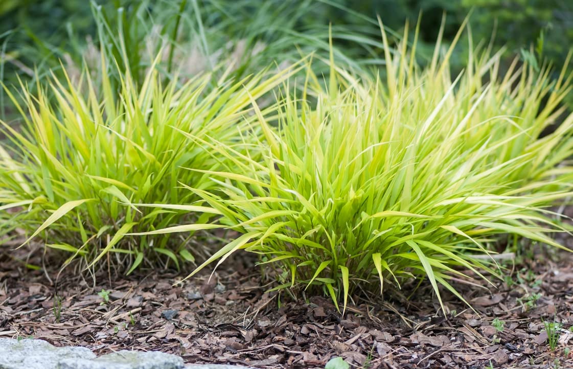 Carbeth Plants Hakonechloa Marca 'All Gold' Grass in 9cm Pot (1 Plants)