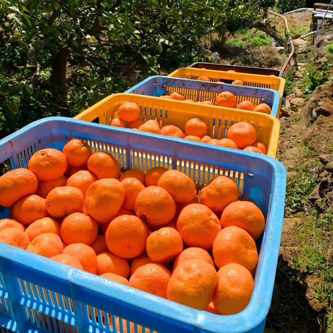 【先行予約】 みかん 山から直送 箱込 2.5kg (内容量 2.3kg) 鮮度優先ごろごろ規格 和歌山県産 産地直送 家庭用 有田みかん 新鮮 サイズミックス 冬みかん 2025年11月15日より出荷予定