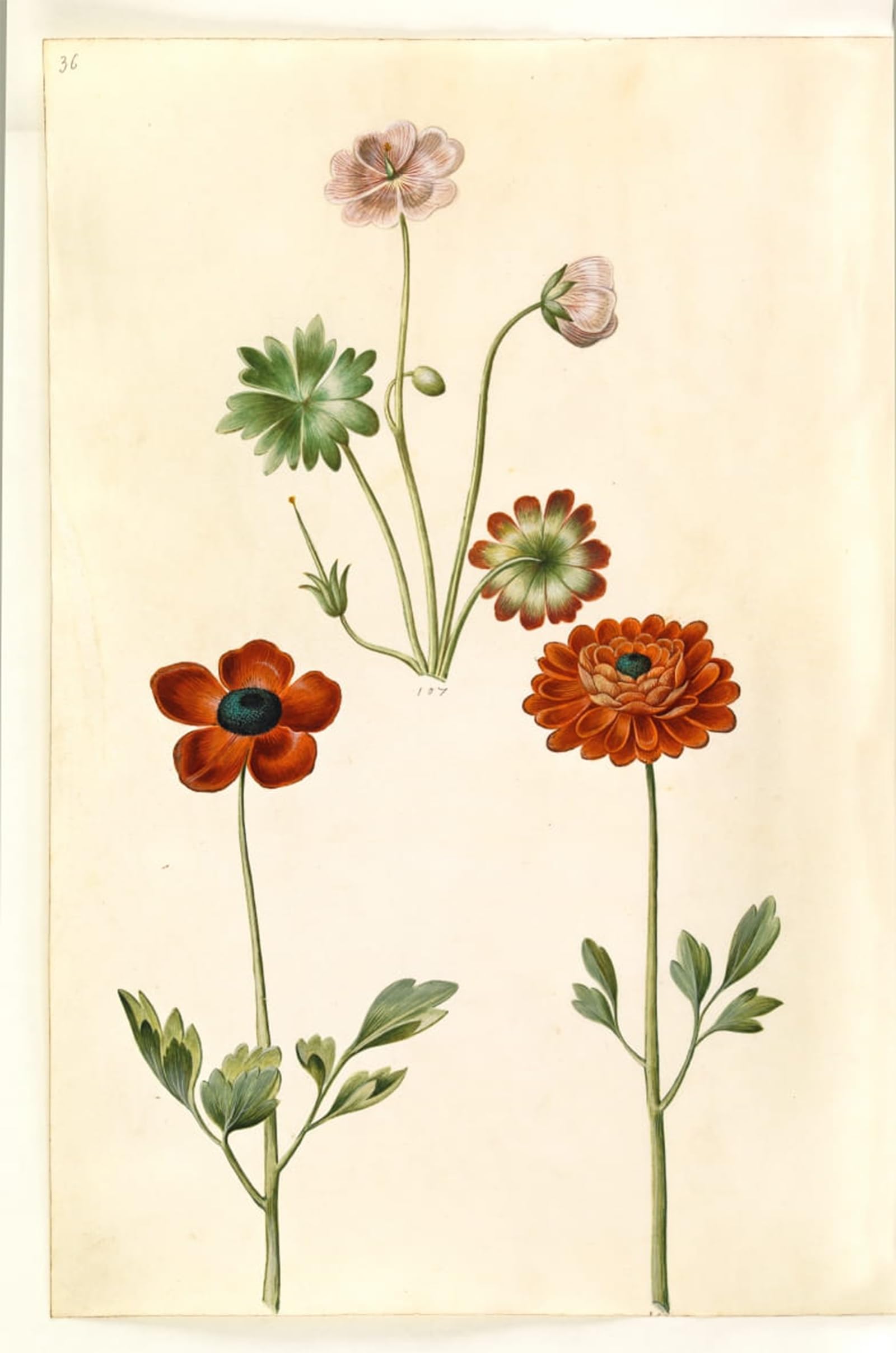 Cuadro en lienzo para decoración del hogar, pintura botánica Geranium de 60x90cm 5