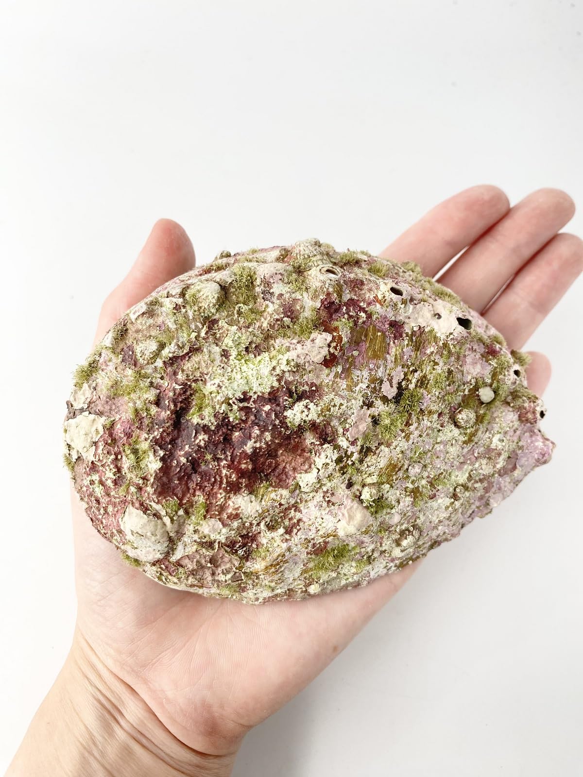 Amazon | 【貝殻の問屋さん】クロアワビ(自然)(貝殻のみ)【約11