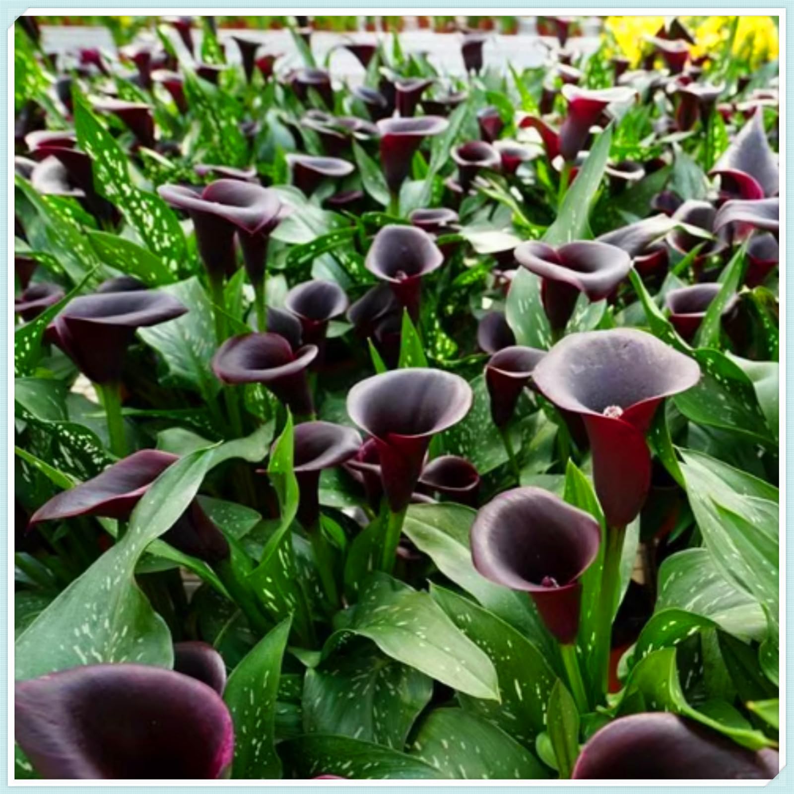 Perennial, Gorgeous Calla Lily Bulbs, Hardy, Professional for Beautiful Garden Displays-4 Bulbs-D