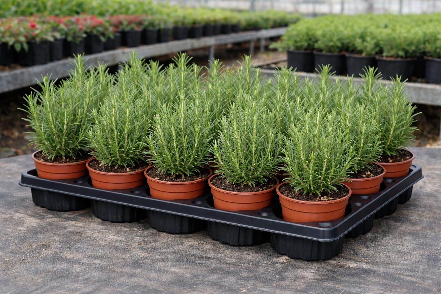 Pack 12 Plantas de Romero Naturales en Maceta 11 cm – Rosmarinus Officinalis – Planta Aromática Mediterránea para Cocina, Jardín y Exterior