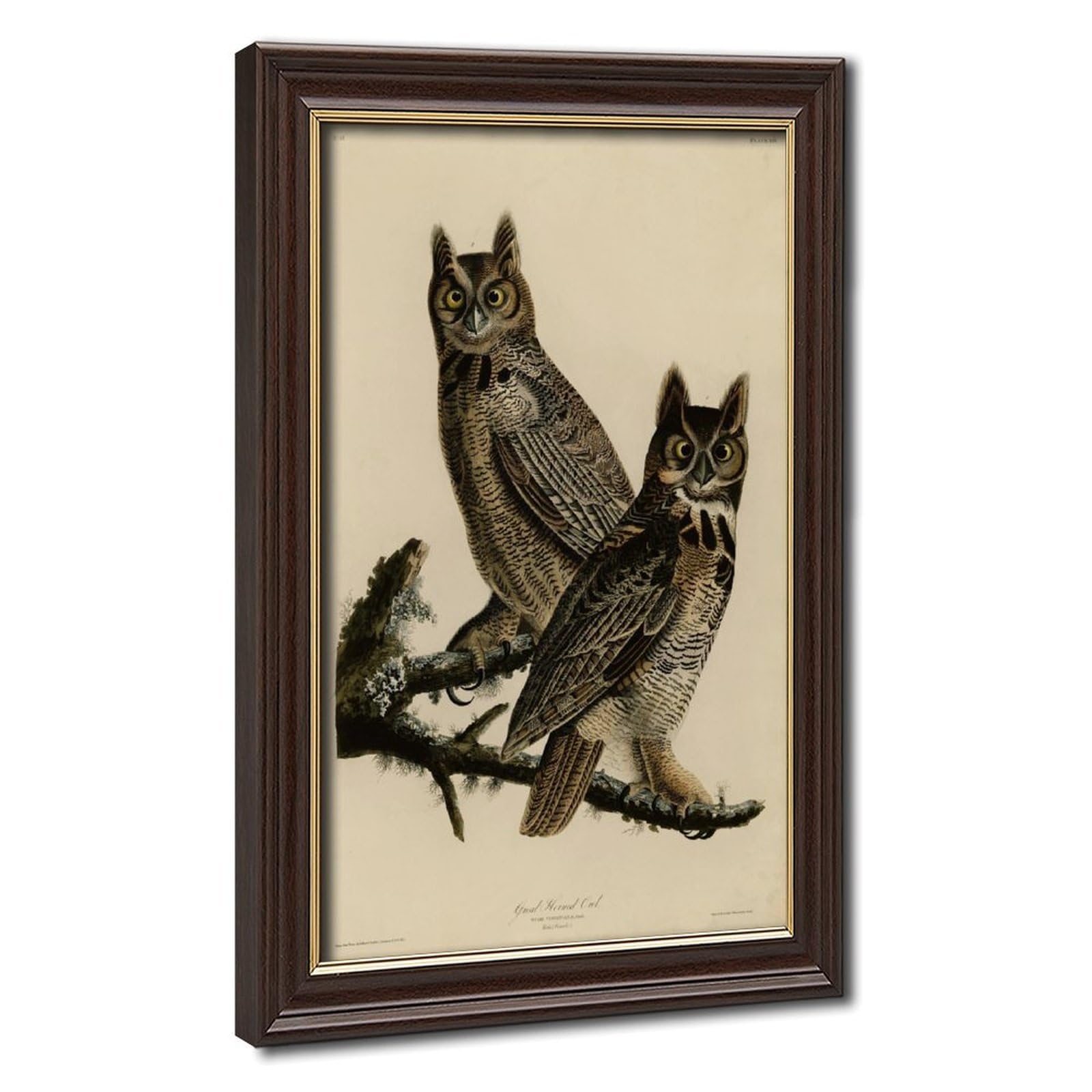 Toile hibou à cornes d'Amérique Audubon impression d'art premium - 8