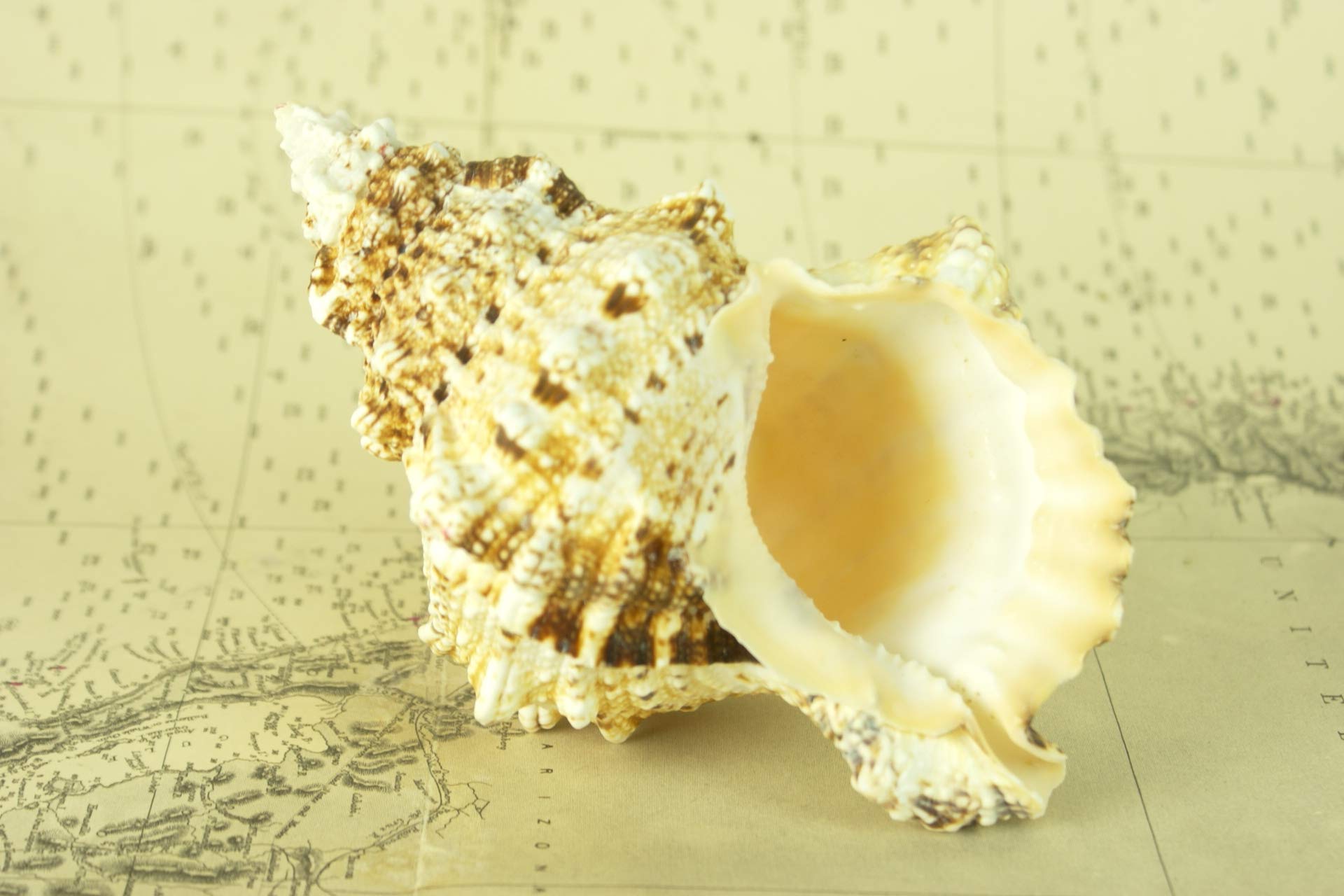 Caracola náutica Natural Bursa Bobu