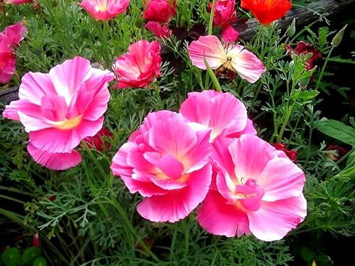 Miniatura 5 de Mezcla de semillas de amapolas de California, más de 250 semillas para plantar flores dobles Eschscholzia Californica sin OMG