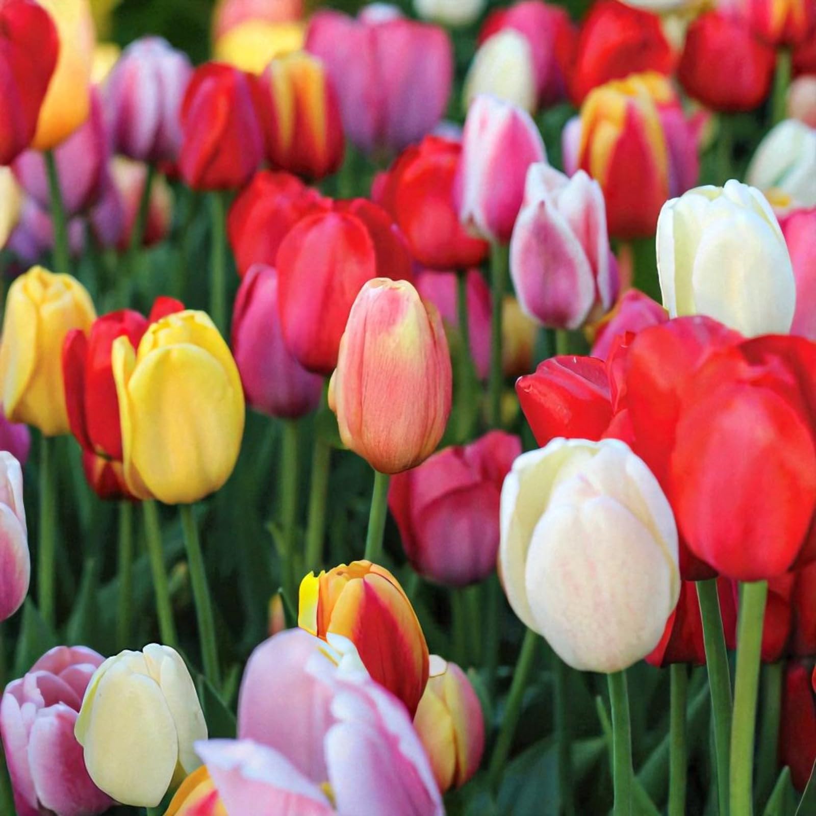 Carbeth Plants Tulip Spring Bulbs (Mixed Collection, 30)