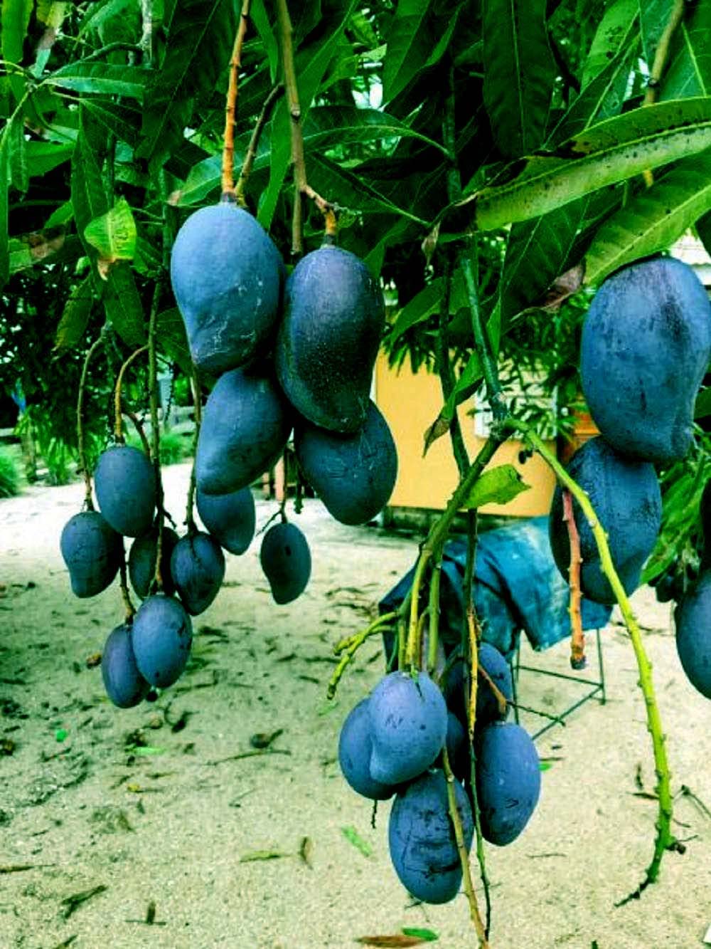 Gurveplantationi® - Mango Indonesia Black Stone Variety Grafted Plants & Tree Live with Black Plastic Pot (B0B6CXY1BG) Amazon Price History, Amazon Price Tracker