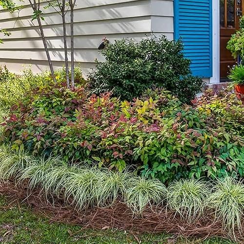 Miniatura 6 de Blush Pink Nandina - 3 galones - Southern Living - Arbusto de hoja perenne enana - Follaje de color rosa rubor - Bajo crecimiento compacto - Zonas