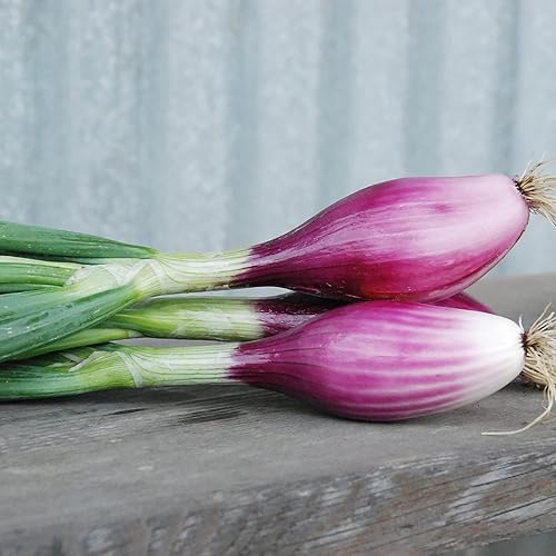 Miniatura 3 de QAUZUY GARDEN 500 semillas de chalota francesa gris  Semillas vegetales orgánicas de primera calidad sin OMG  Sabrosa planta vegetal rápida dulce