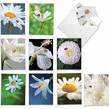 The Best Card Company - 10 Blank Note Cards for Men and Women 4 x 5.12 Inch - engaging Pets, Zoo, Wildlife Cards, Assorted Greetings Boxed - My Fair Ladybug AM6332OCB-B1x10