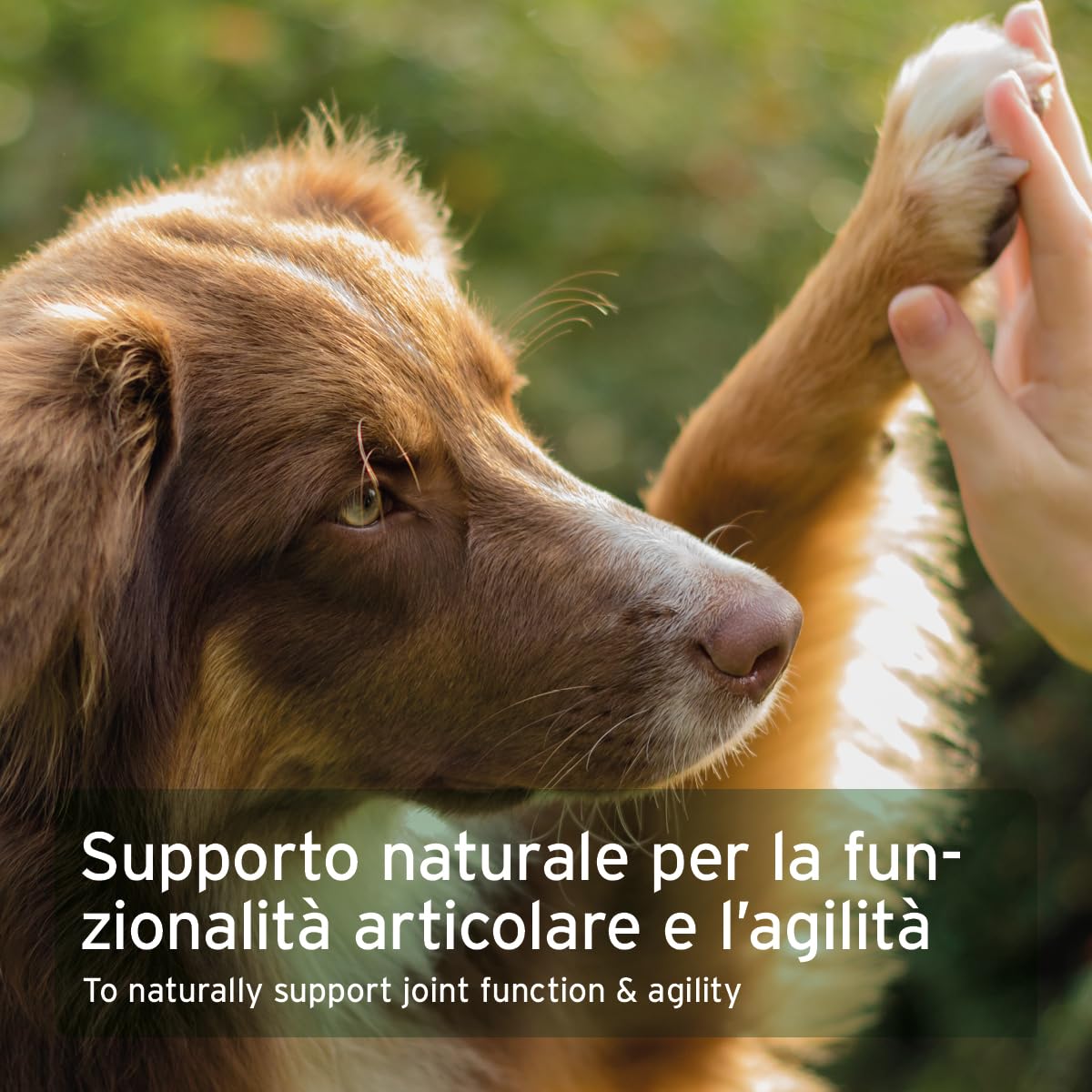 AniForte Marine Collagen Joint Powder for Dogs CollaMove 450g - Il collagene di pesce sostiene articolazioni, tendini e legamenti, Prodotto naturale per la funzionalità e l'agilità delle articolazioni