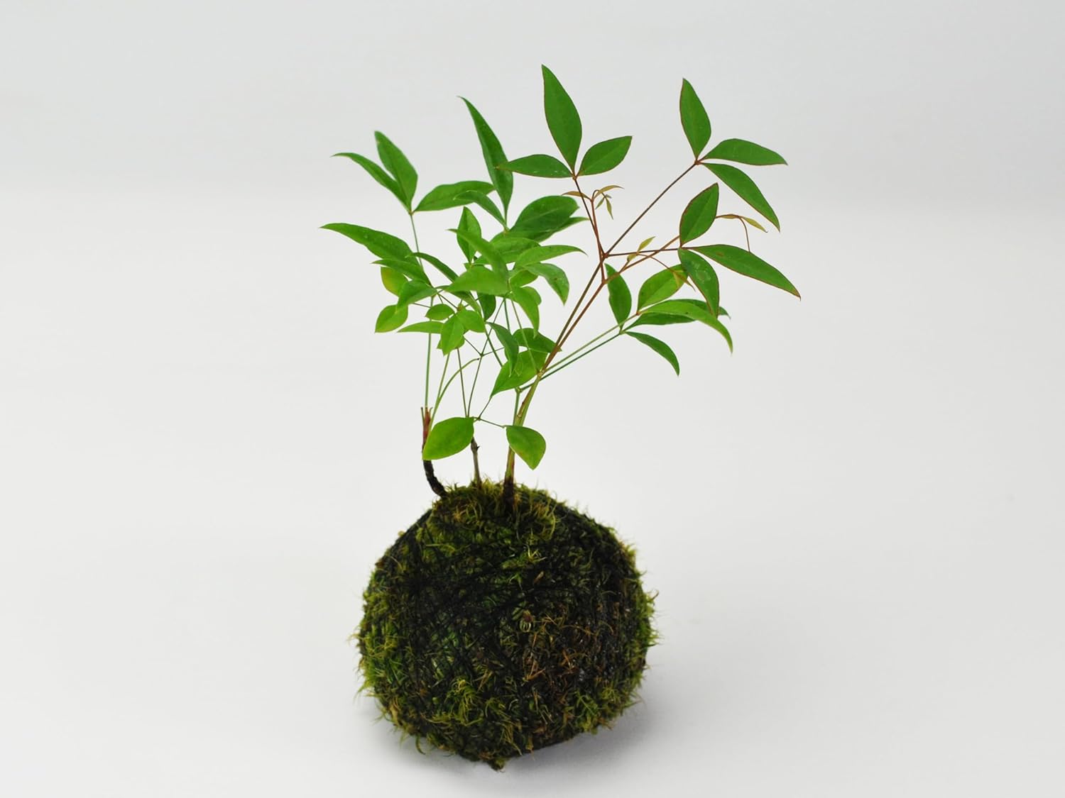 盆栽妙 南天の苔玉 【高足付き苔玉皿つき】プレゼント ギフト 盆栽