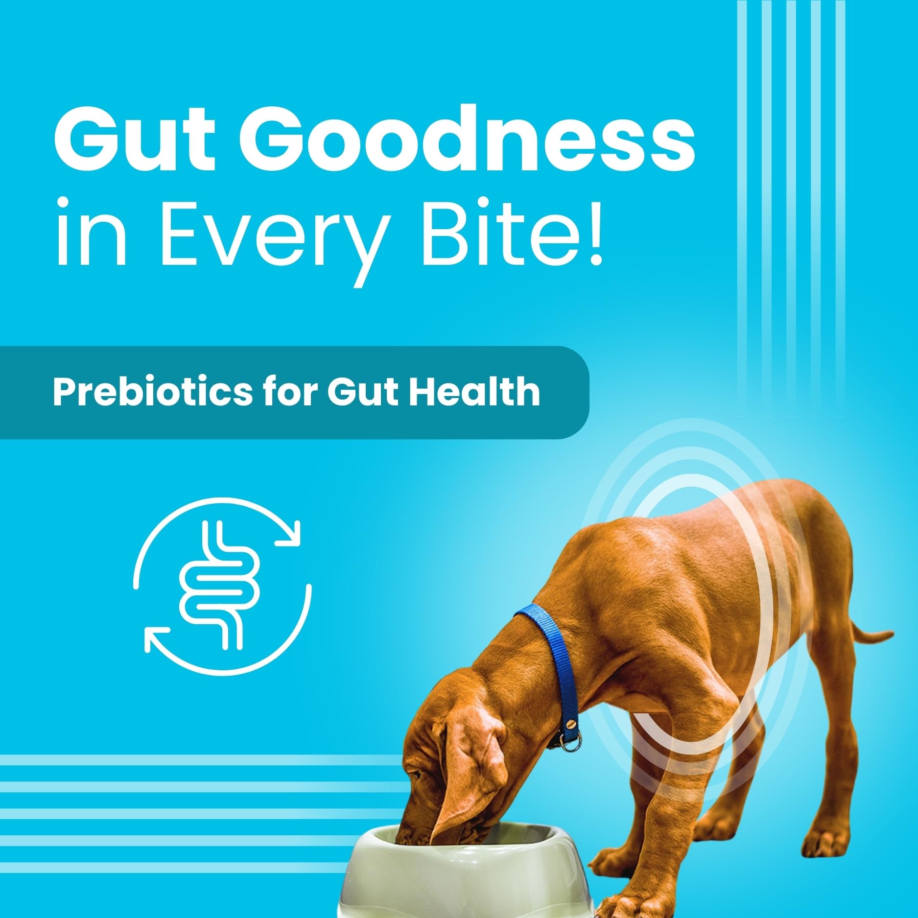 BARK OUT LOUD By Vivaldis - Dog Treats Combo Of Chicken Rings & Coatiez For Shiny Skin Coat & Intestinal Health Omega Fatty Acids, Prebiotics Of All Life Stages, Stick, Pack Of 2 2