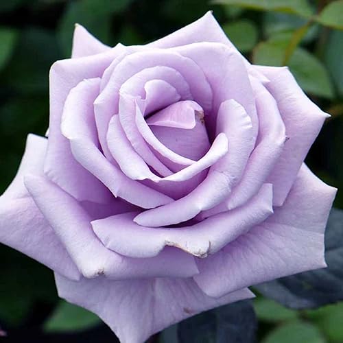 CHUXAY GARDEN Semilla de rosa de plata de ley rosa de té híbrida 100 semillas flores de belleza altamente fragantes exhibición de hermosas plantas