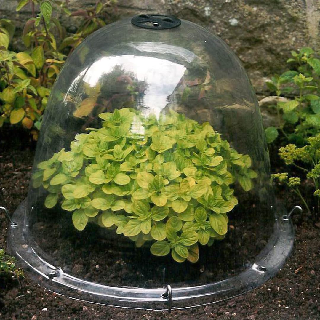 Haxnicks TIERRA GARDEN Lot de 3 Cloches de Jardin Transparentes Original 34 x 26 cm