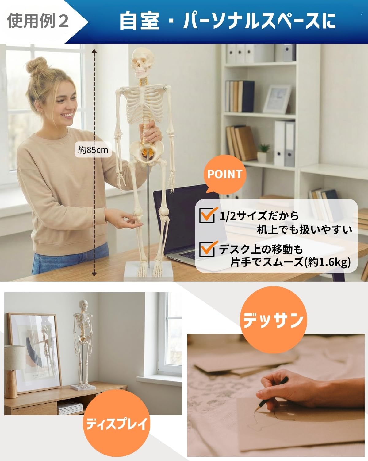 Amazon.co.jp: KIYOMARU シンプルな1/2サイズの全身骨格模型 人体模型