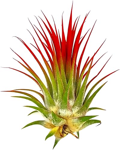 Miniatura 10 de ragnaroc Plantas de aire - Tillandsia Ionantha, Regular 2-3" - 1ct - Llegada en vivo garantizada - Plantas de interior para decoración del hogar y