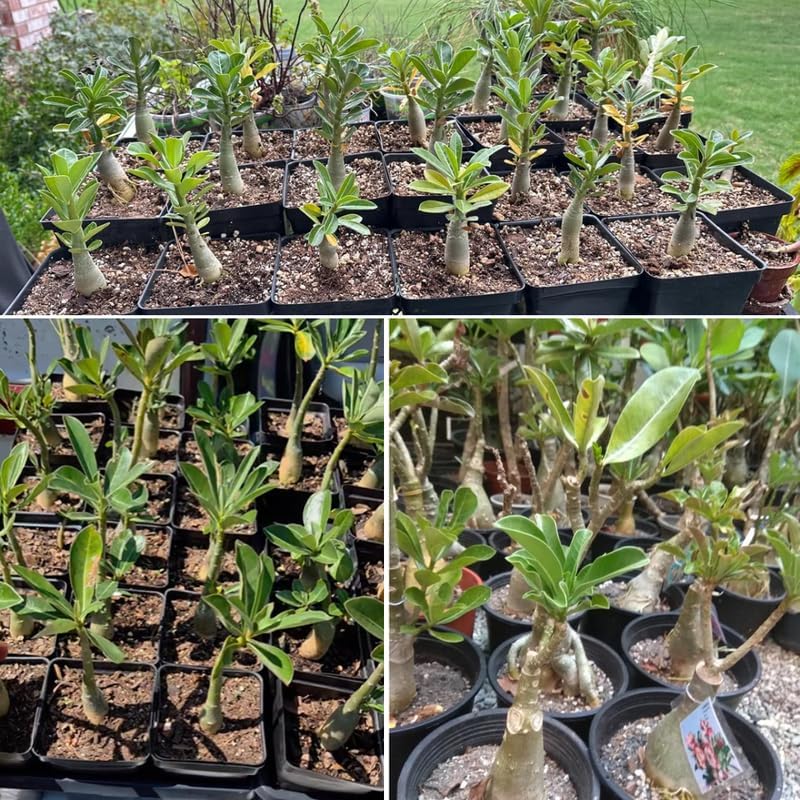 Miniatura 4 de Planta viva de rosa roja del desierto, 4-7 pulgadas de alto, Adenium Obesum Bien Arraigada para exhibiciones en interiores y exteriores