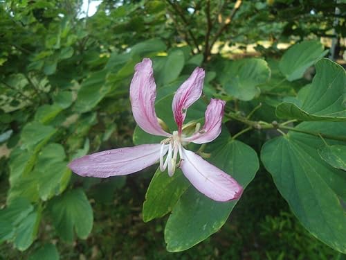 Árbol de orquídea blanca (Bauhinia purpurea Alba), 10 semillas