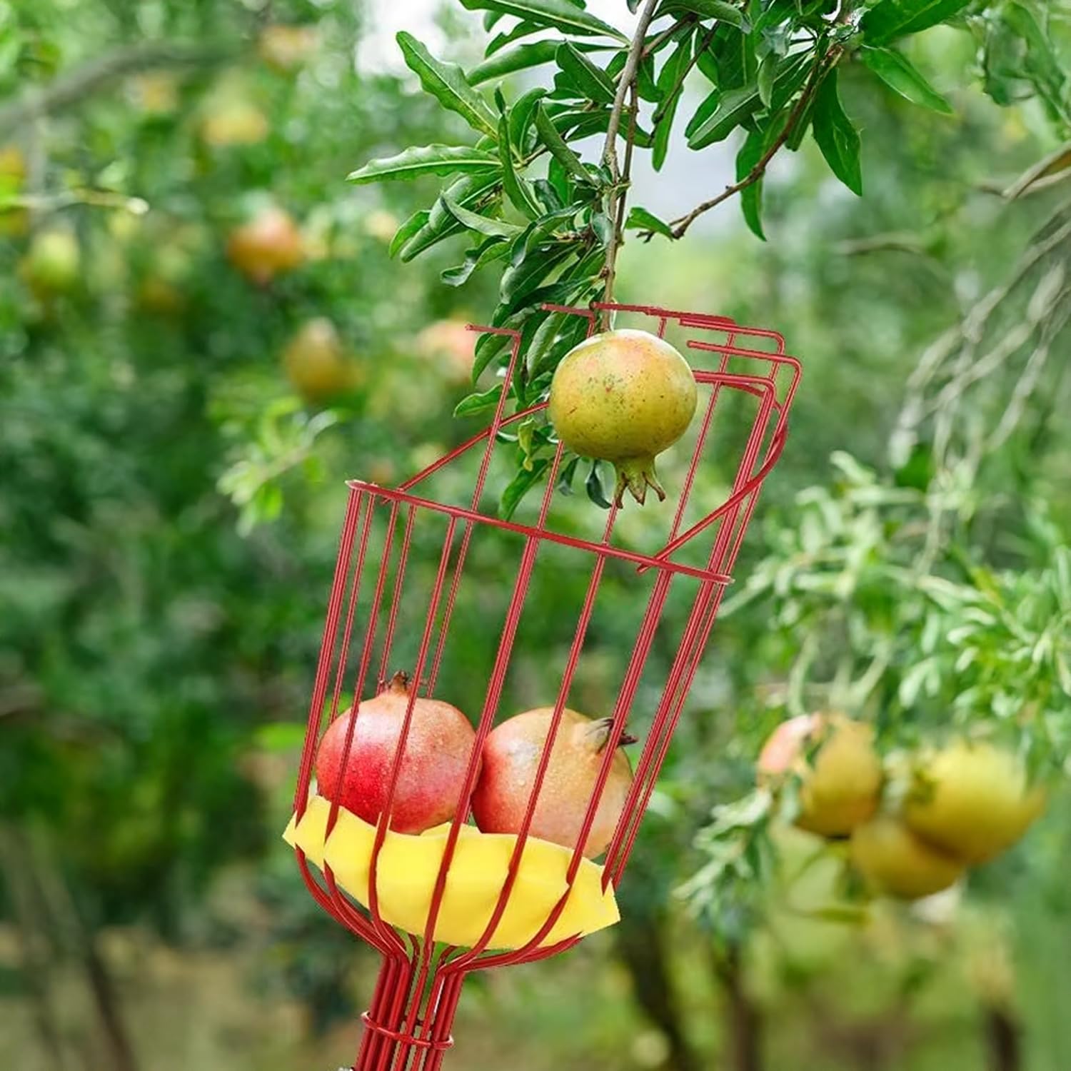 TrustBasket Fruit Picker-Gardening Metal Fruit Picker (Orange)