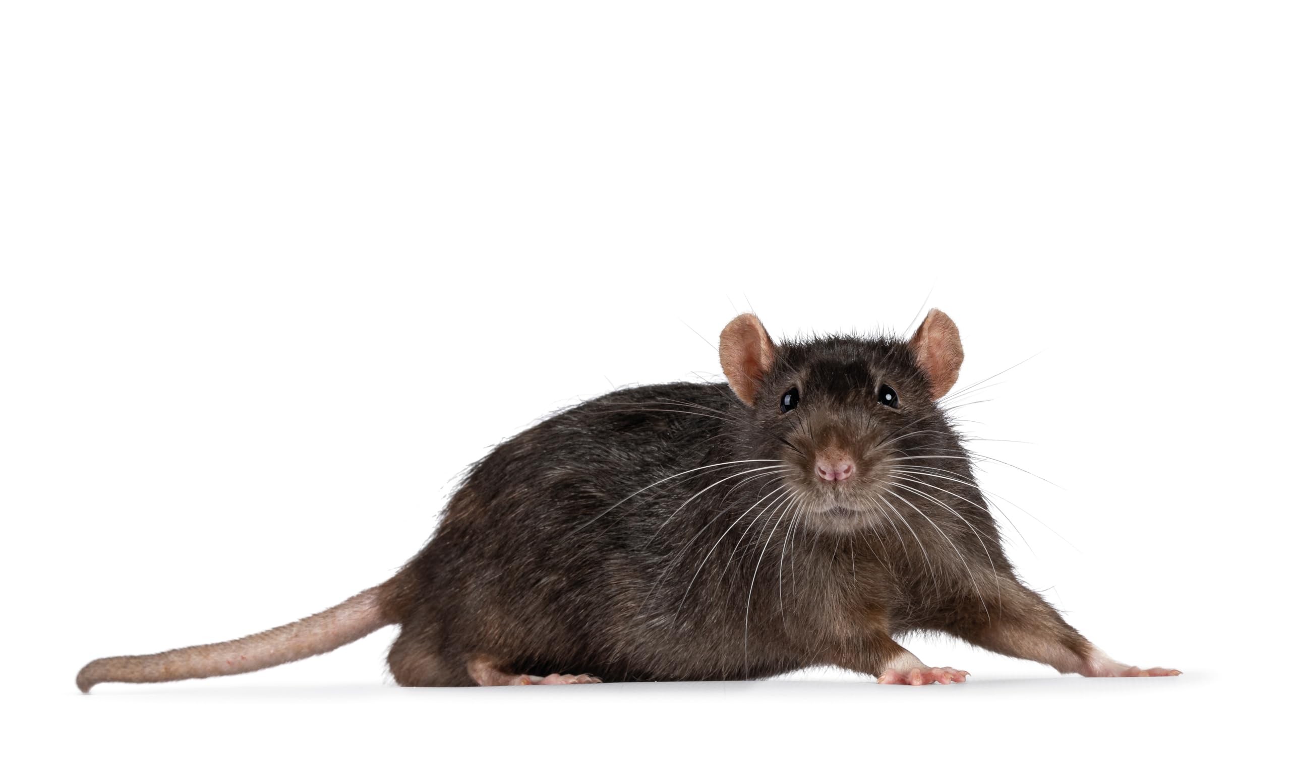 BSI - Anti Rats - Souris Et Mulots - 150g - Grains - Efficacité Radicale - Avoine Attrayante - 6 x 25g - Prêt A l'emploi - Haute Qualité - Autour comme pour La Maison, Violet