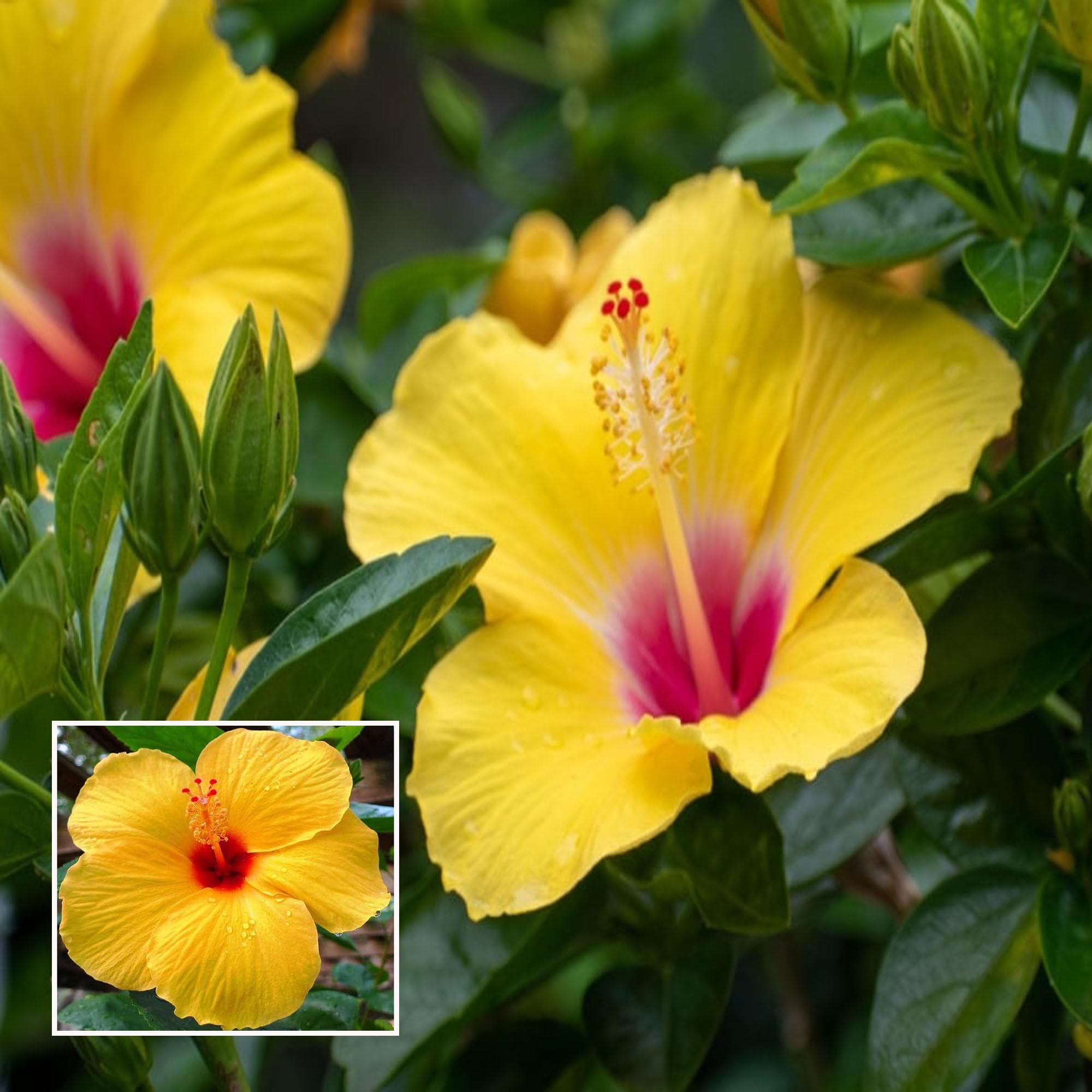 HAPING Yellow Colour Hybrid Hibiscus Joba Gudhal Flower Live Plant (1-2 Feet Height) (B0CTTXJGRD) Amazon Price History, Amazon Price Tracker