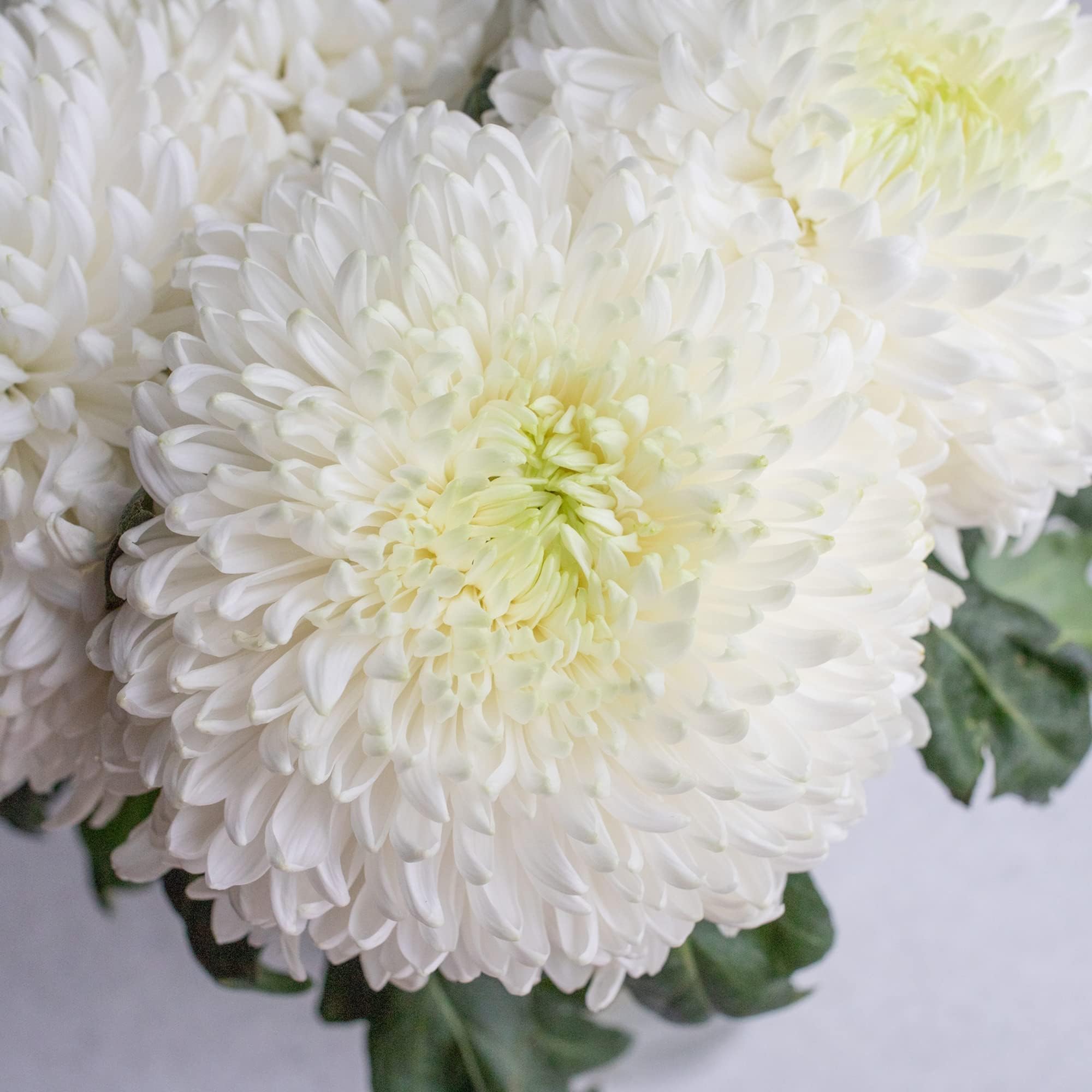 White Chrysanthemum Seeds Floral Arrangements Beds, Borders and Containers Outdoor 100Pcs Flower Seeds by YEGAOL Garden
