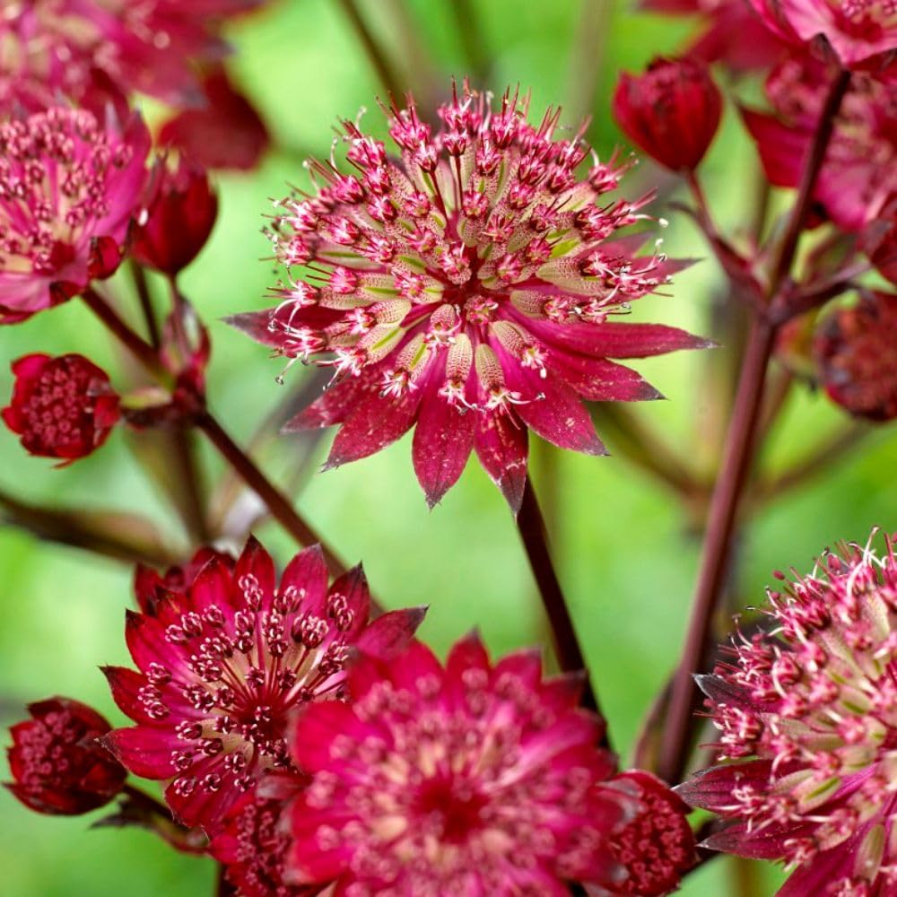 Astrantia 'Star of Love' Plant - Deep Reddish-Pink Blooms - Pollinator-Friendly Hardy Perennial - Perfect for Cottage Gardens and Mixed Borders – 1x 9cm Pot by Thompson and Morgan