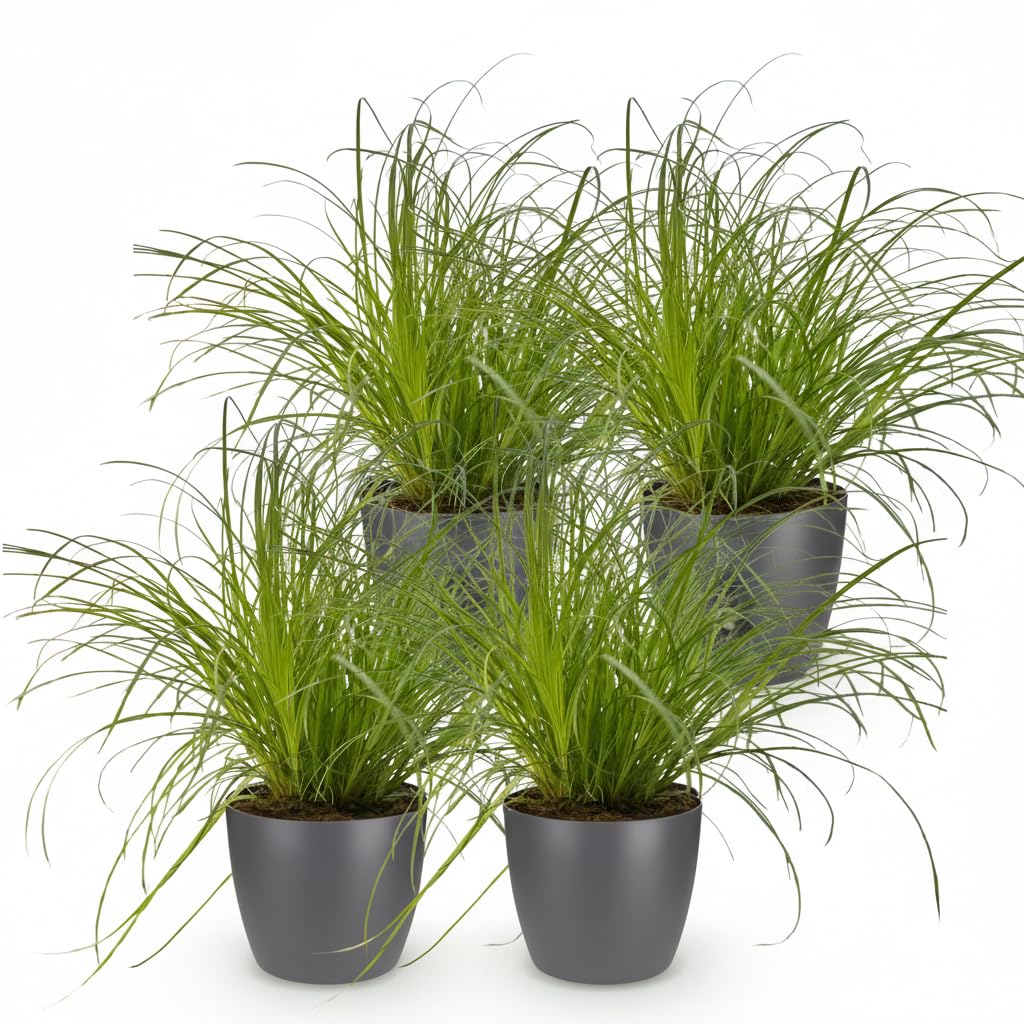 Pianta Cyperus Zumula Verde, Erba Gatta per Animali, Set di 4, Vaso 12 cm