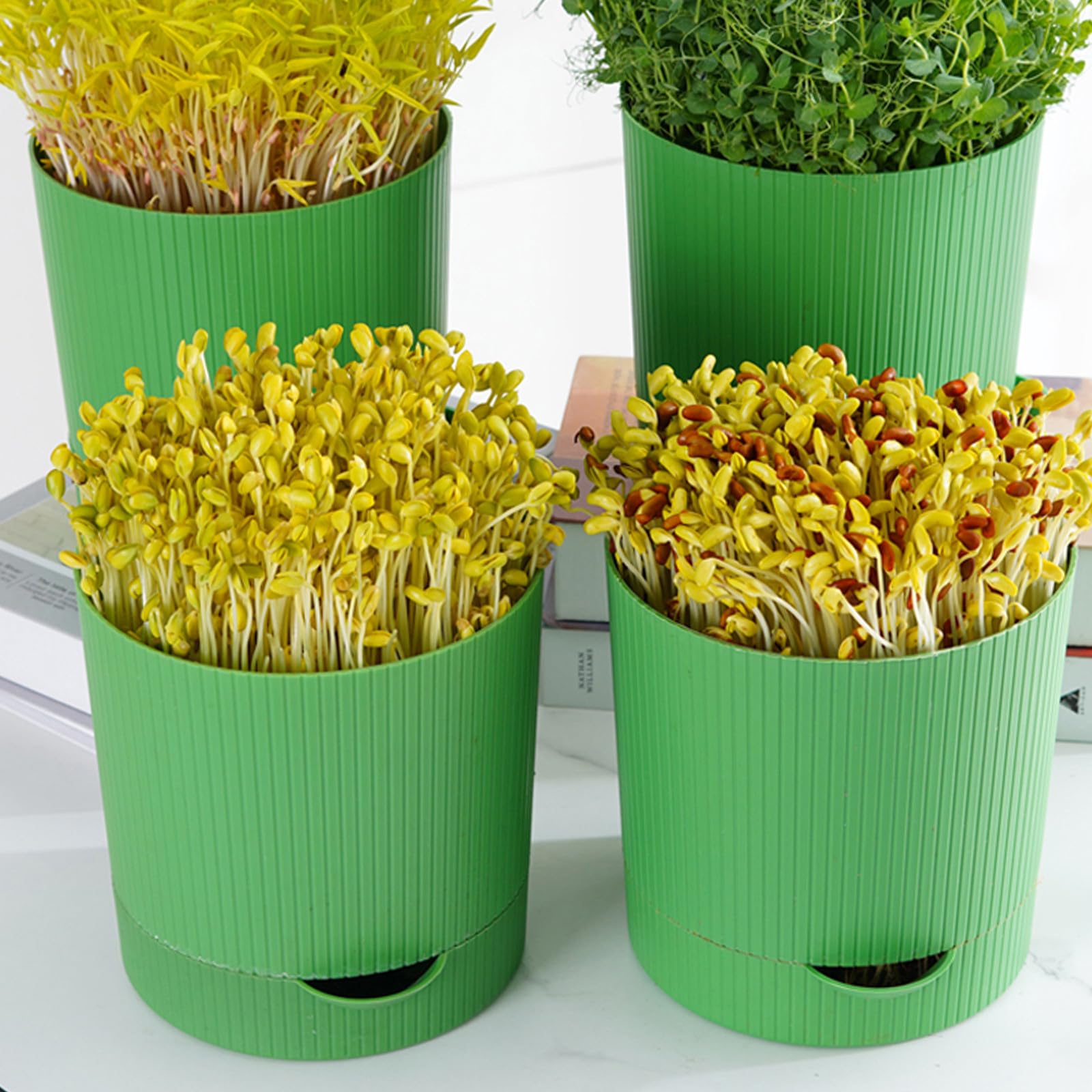 Toddmomy Grünes Sprossen Anzuchtset aus Pp und Stein mit Wasserablauf und Atmungsaktivem Design für Zuhause und Garten zur Einfachen Keimung von Roten Bohnen und Mungbohnen
