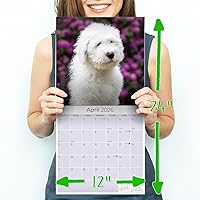 Vista 597 de Razas de Perros 2017