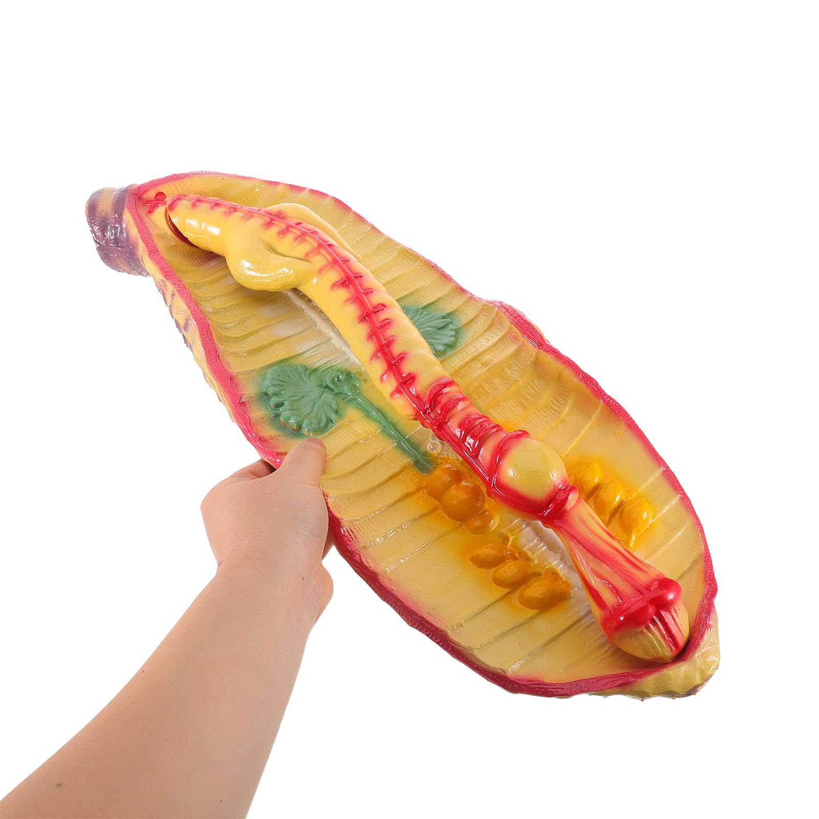 ULTECHNOVO Modèle Anatomique Agrandi Support Pédagogique Complet de Terre en Plastique pour Dissection pour Cours de Sciences en Classe