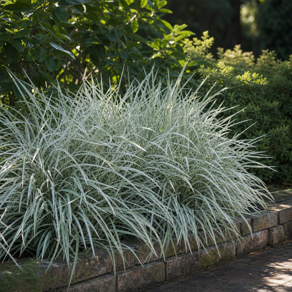 アガベ Loop_plants oxs08 Amazon.com : Aztec Grass - 30 Live Plants - Variegated Liriope