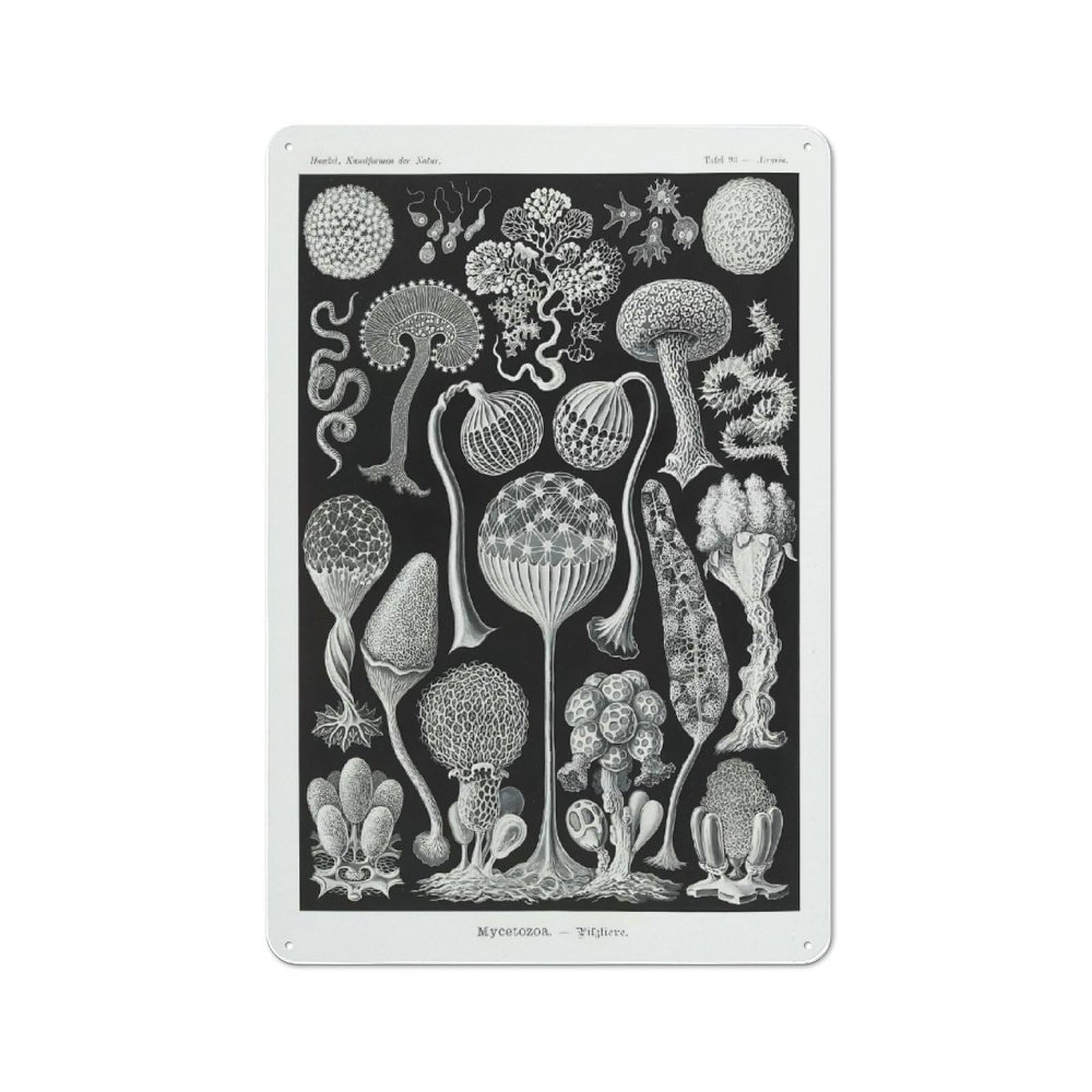 Junmoney Style-16 Barn Style Farmhouse Metal Sign 30X20cm Featuring Black And White Mushrooms, Cottage Wall Art For Kitchen, Cottage, Porch Or Garden Room