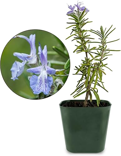 My Shelfie - Planta de romero en maceta de 2 pulgadas, plantas aromáticas de romero vivas, plantas vivas de 2-3 pulgadas de altura, plantas de