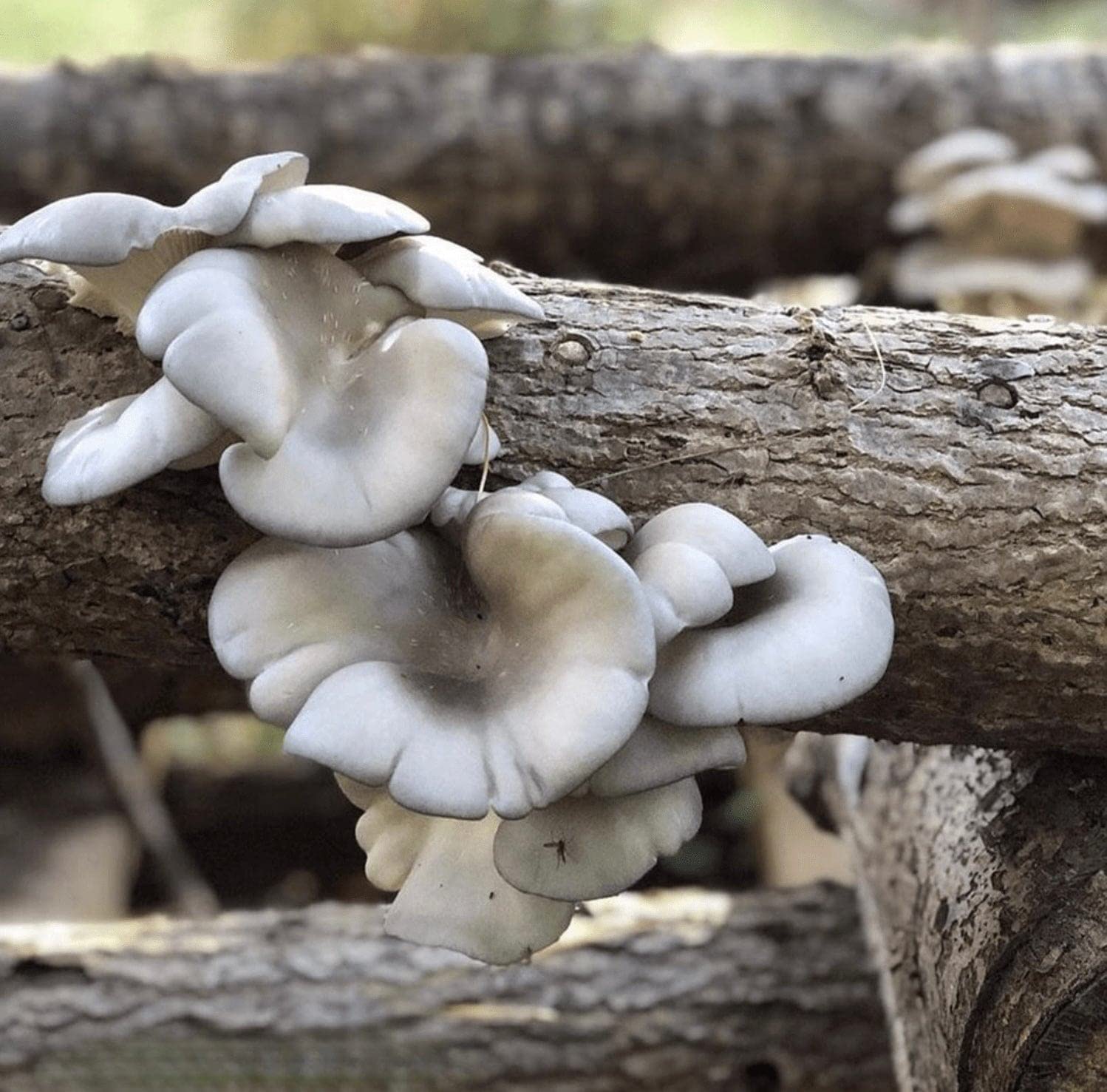 North Spore Organic Blue Oyster (500 ct) Mushroom Plugs for Logs | Premium Quality Mushroom Plug Spawn | Handmade in Maine, USA | Grow Gourmet Mushrooms Outdoors on Logs | Pleurotus ostreatus